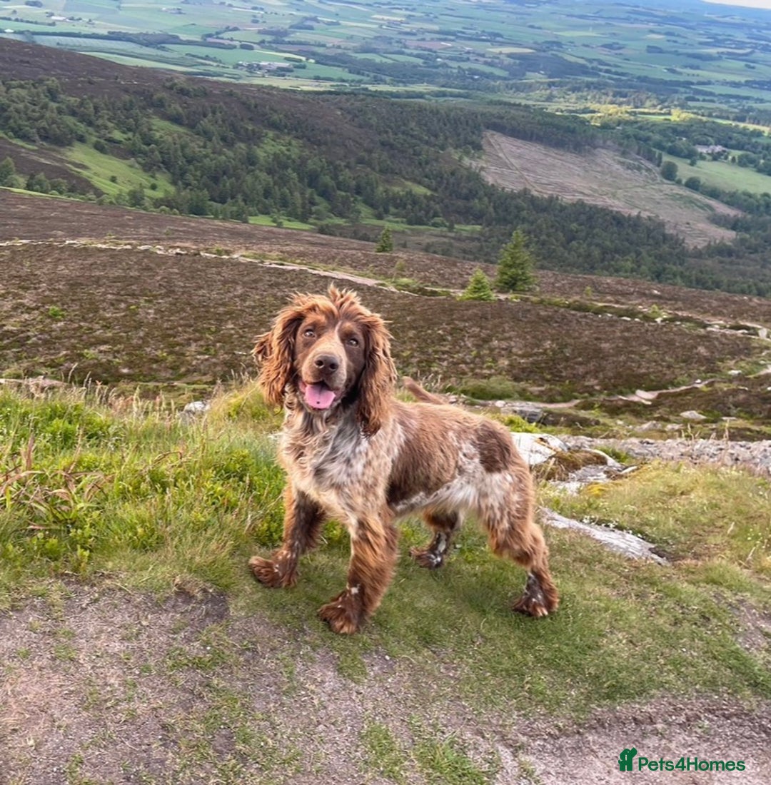 Cockapoo dogs for sale: Beautiful cockapoo puppies  - Advert 13