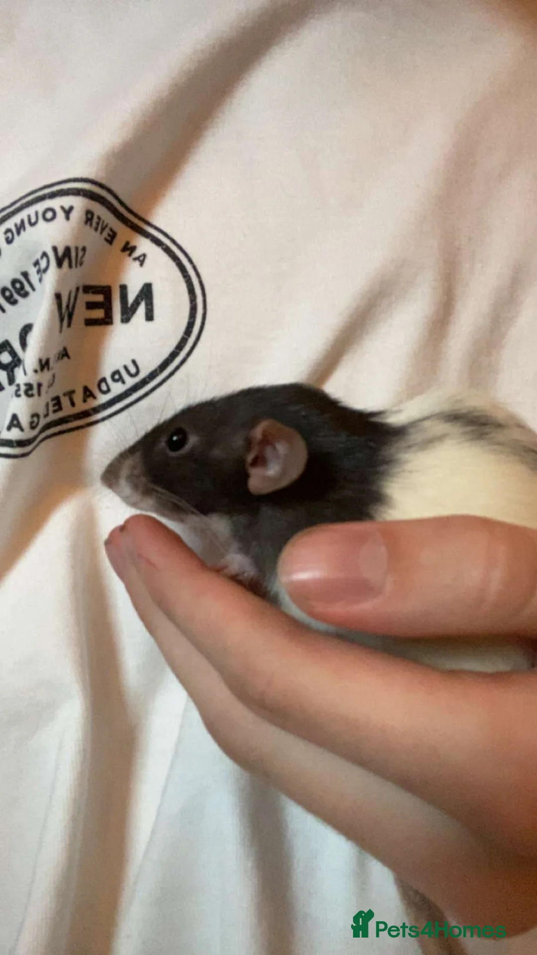 Rat rodents for sale: 3 rats & cage for sale - Advert 10