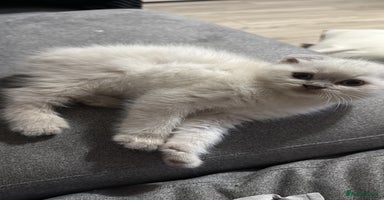 Scottish Fold cats - Advert 7