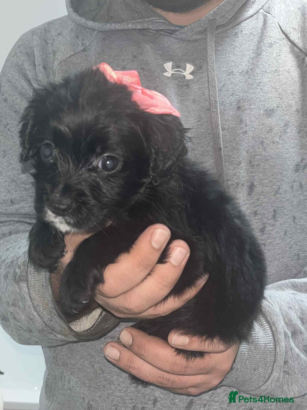 Cocker Spaniel dogs for sale: Cocker Spaniel girl puppies - Advert 3