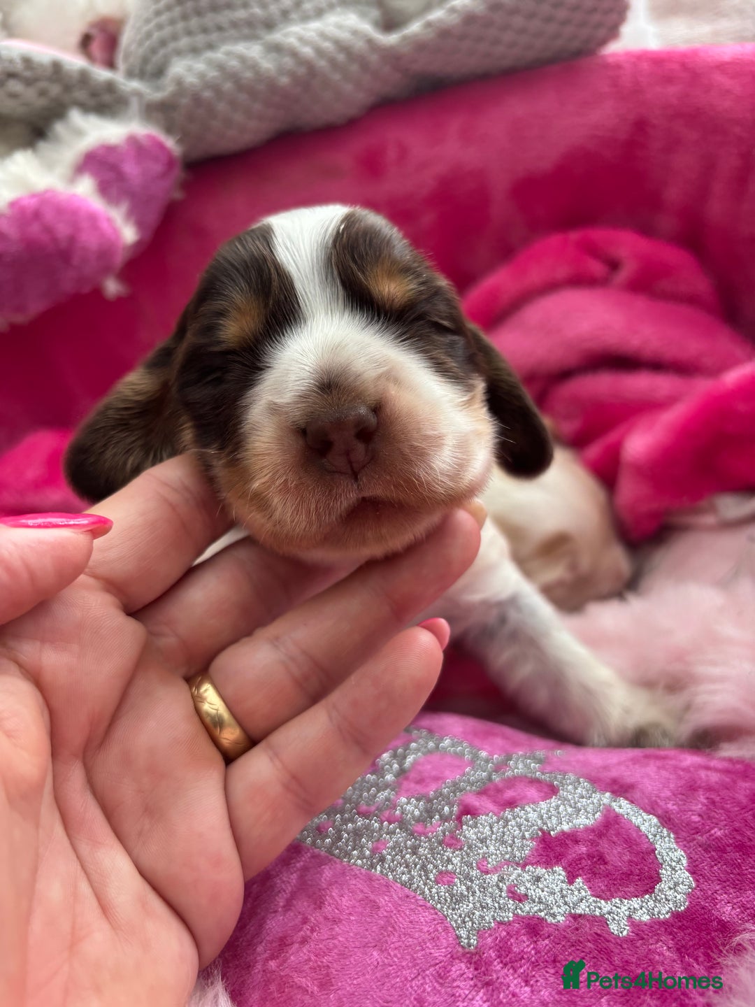 Cocker Spaniel dogs for sale: Outstanding show cocker pups - Image 12