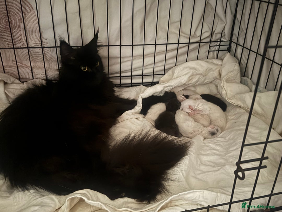 Maine Coon cats for sale: Mainecoon pure kittens  - Image 14