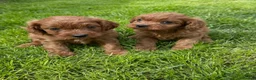 Cavapoo dogs for sale: Deep red cavpoo girls - Advert 10