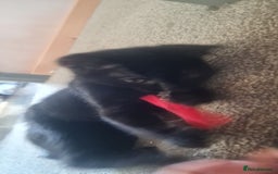 Mixed Breed cats for sale: Cute boy kittens ready now - Image 12