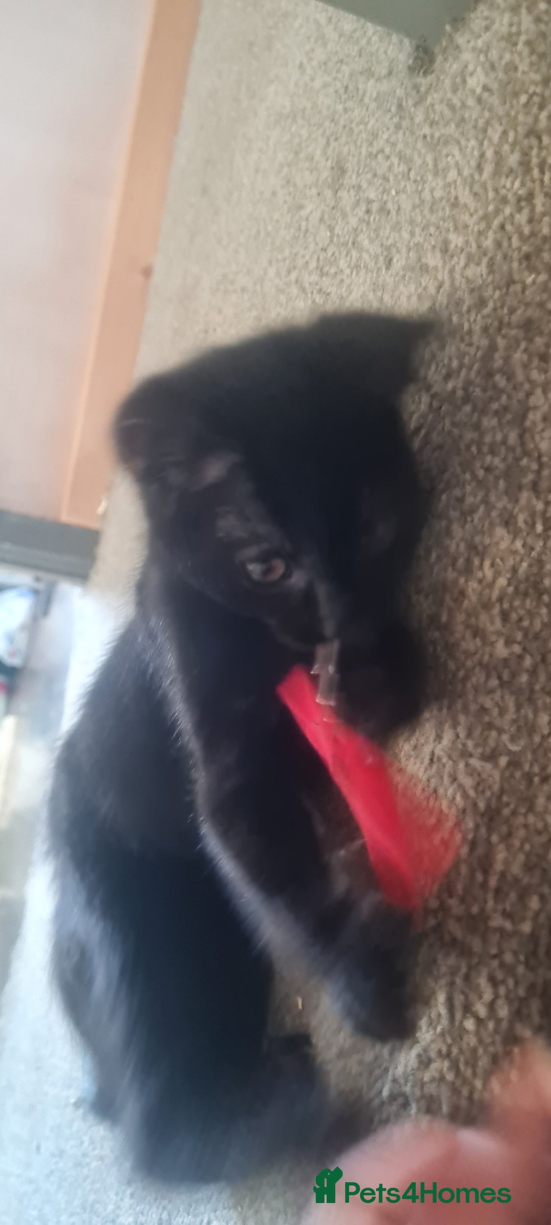 Mixed Breed cats for sale: Cute boy kittens ready now - Image 12