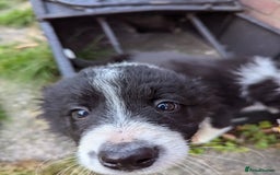 Border Collie dogs for sale: 5 Beautiful Working Border Collie Pups - Image 2