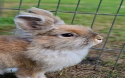 Lionhead rabbits for sale: Cute Lionhead Bunnies - Image 3