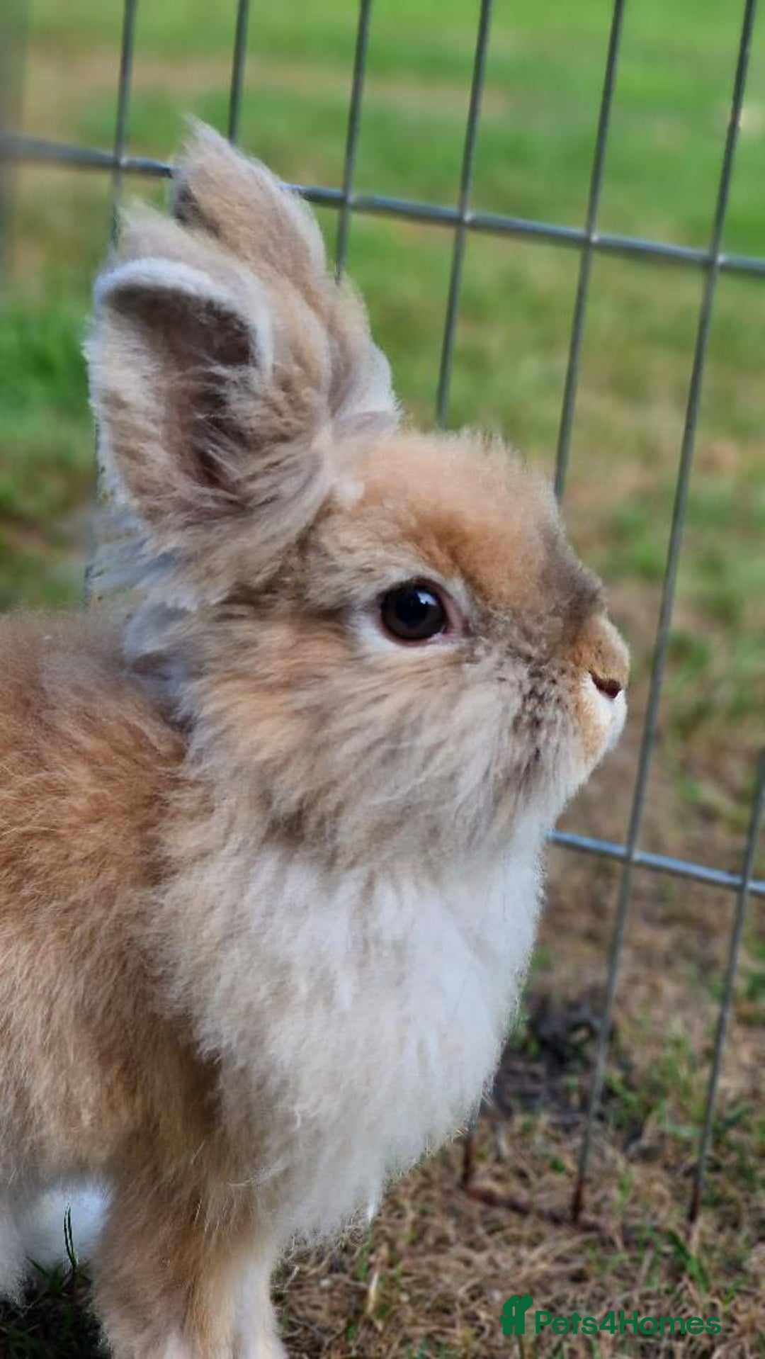 Lionhead rabbits for sale: Cute Lionhead Bunnies - Image 3
