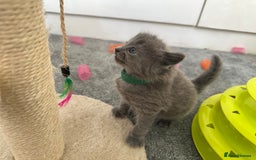 Russian Blue cats for sale: Russian Blue Kittens  - Advert 22