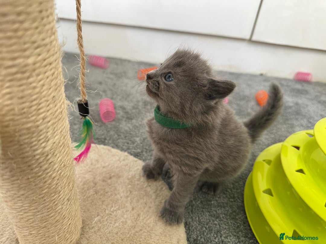 Russian Blue cats for sale: Russian Blue Kittens  - Advert 22