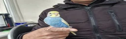 Budgerigars birds for sale: Super hand tamed baby budgies  - Advert 15