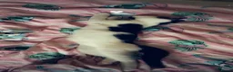 Mixed Breed cats for sale: 3 Rescue kittens with FULL MOT! 🖤🤍🖤 - Advert 4