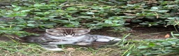 Mixed Breed cats for sale: Beautiful Kittens  - Advert 9