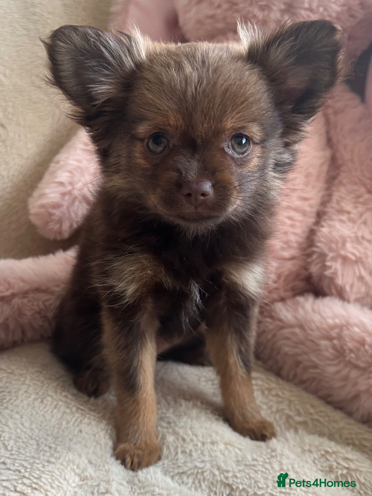 Pomeranian dogs Pomchi  - Advert 2