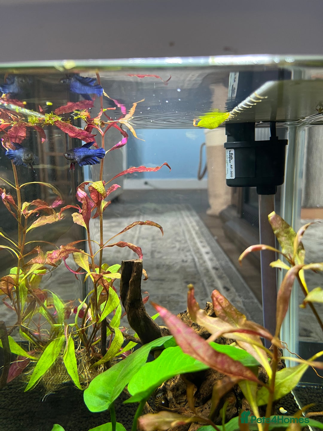 Bettas fish for sale: 2 Female Bettas - Image 3