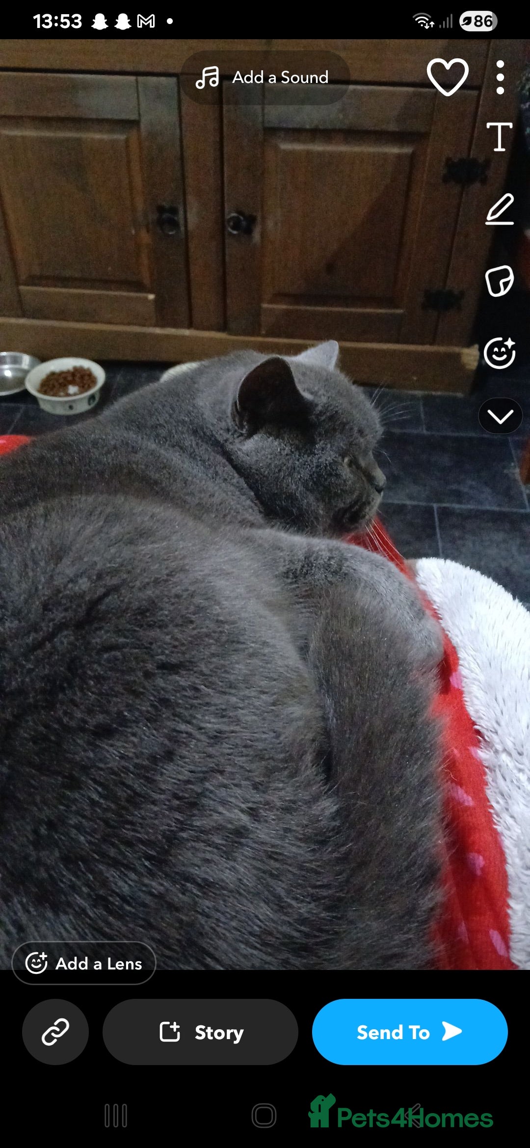 British Shorthair cats for sale: Loving cat for sale - Image 1