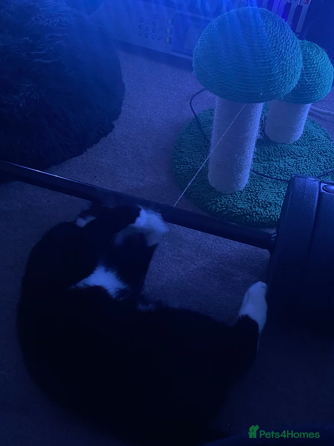 Bombay cats for sale: Black and white cat named -(Onyx)  - Advert 5