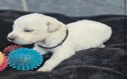Golden Retriever dogs for sale: Gorgeous kc golden retrievers  - Image 5
