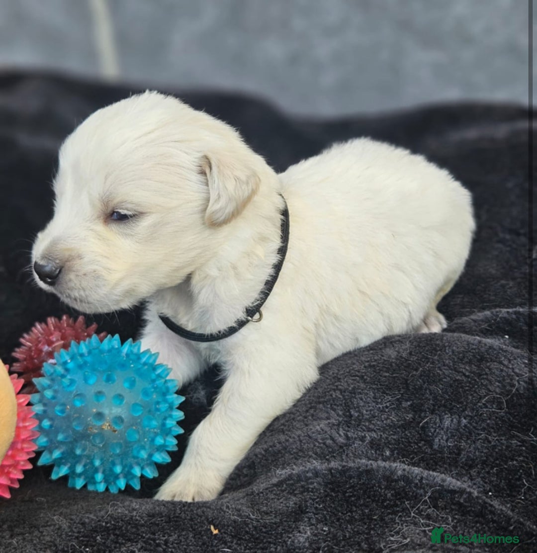 Golden Retriever dogs for sale: Gorgeous kc golden retrievers  - Image 5