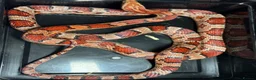 Corn Snake reptiles for sale: Corn snakes WOW AMAZING  - Advert 6