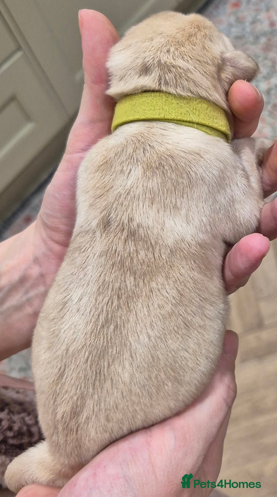 Labrador Retriever dogs for sale: KC Reg Working Fox Red & Yellow Lab Puppies - Advert 21