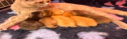 British Shorthair cats for sale: GCCF Registered British Shorthair Kittens Golden🌟 - Advert 7