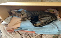 Mixed Breed cats for sale: Male mixed older kitten  - Image 9
