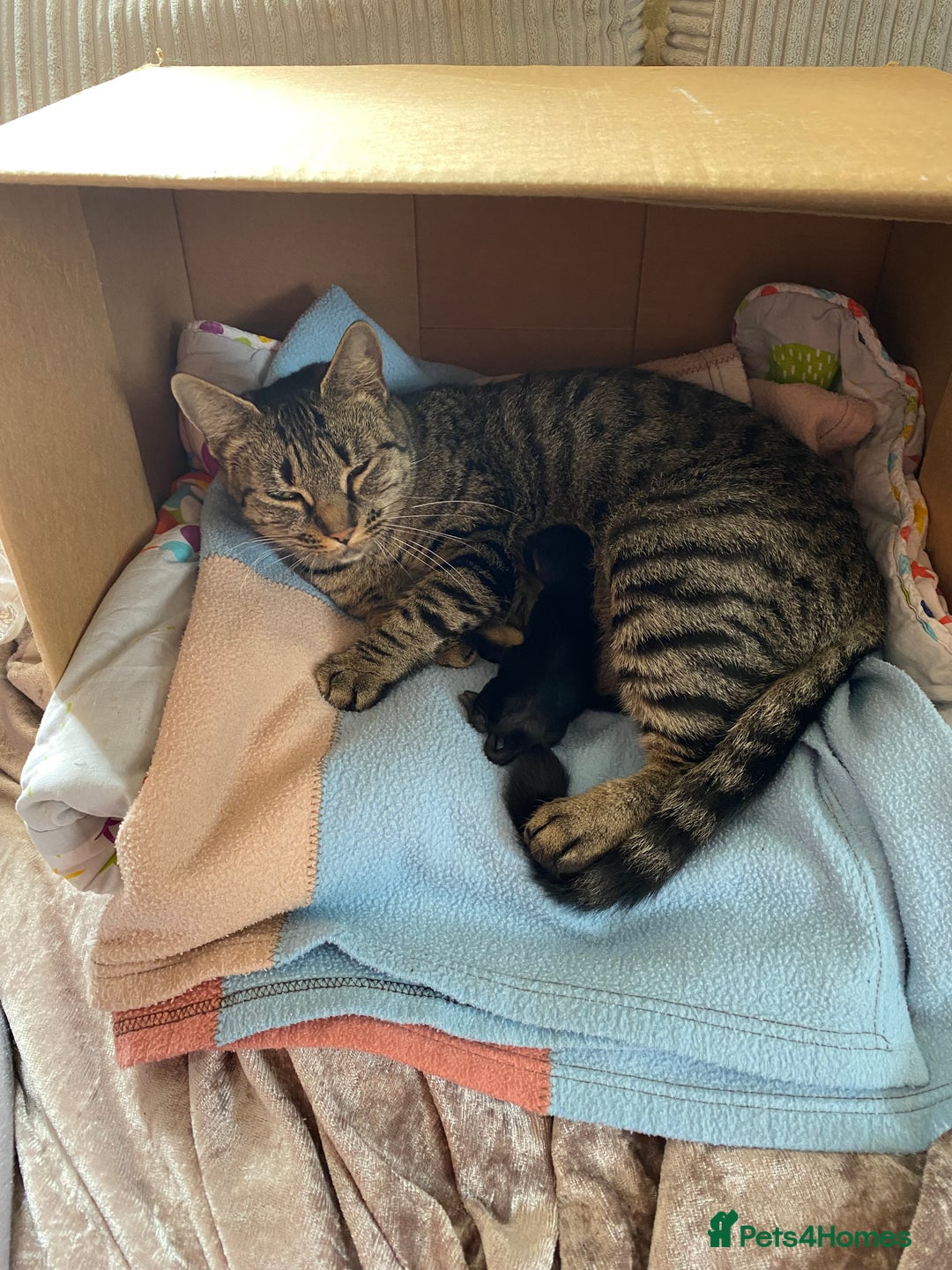 Mixed Breed cats for sale: Male mixed older kitten  - Image 9
