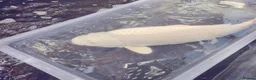 Koi Carp fish for sale: Koi carp  in Welwyn - Advert 11