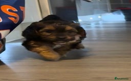 Mixed Breed dogs for sale: Shihtzu cross cocapoo (shihpoo) puppies  - Advert 20