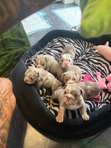 Gallery Image {{count}}