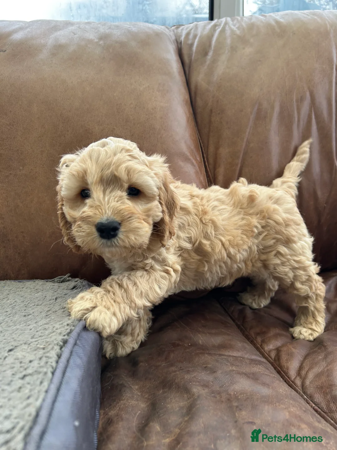 Cockapoo dogs for sale: READY TO GO 3 Golden Cockapoos  - Advert 9