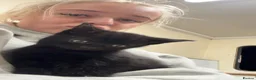 Domestic Shorthair cats for sale: 2 black kittens  - Advert 5