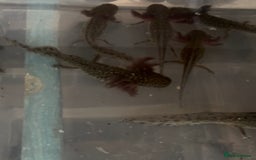Axolotl reptiles for sale: Axolotl For Sale - Image 8