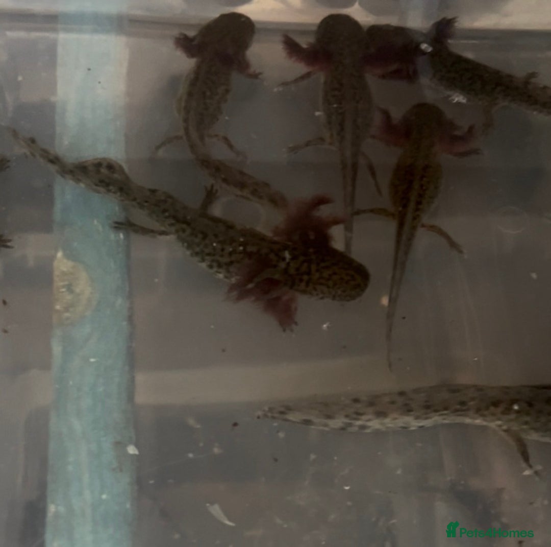 Axolotl reptiles for sale: Axolotl For Sale - Image 8