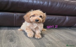 Cockapoo dogs for sale: Adorable cockapoo pups ready to go 🐶 - Image 9