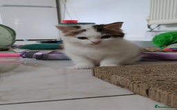 Siberian cats for sale: Unique Female Siberian Kitten - Image 6
