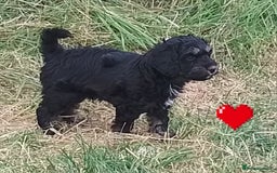American Cocker Spaniel dogs for sale: SIX SNUGGLE MUFFINS AMERICAN COCKER, TOY POODLE - Image 10