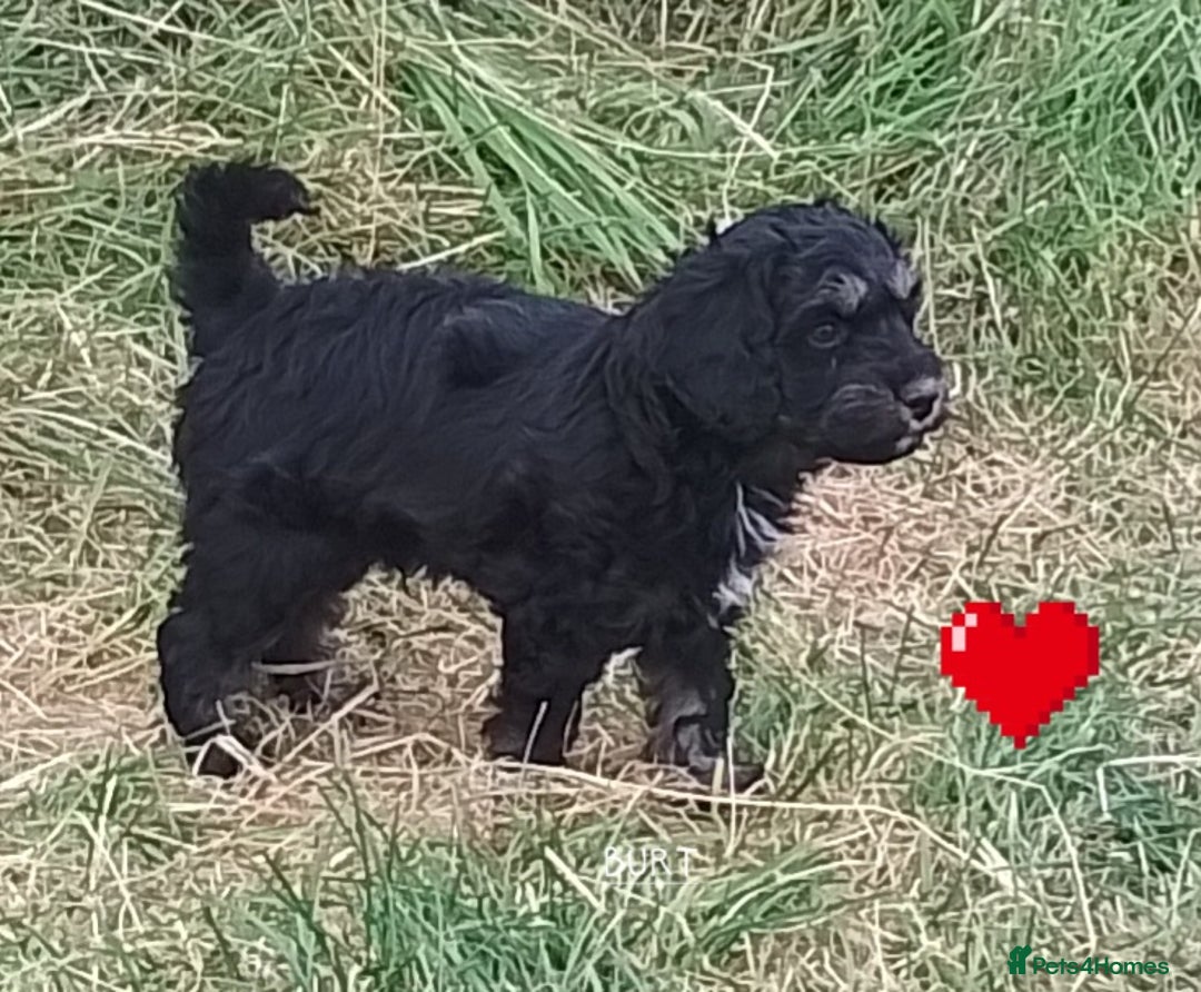 American Cocker Spaniel dogs for sale: SIX SNUGGLE MUFFINS AMERICAN COCKER, TOY POODLE - Image 10
