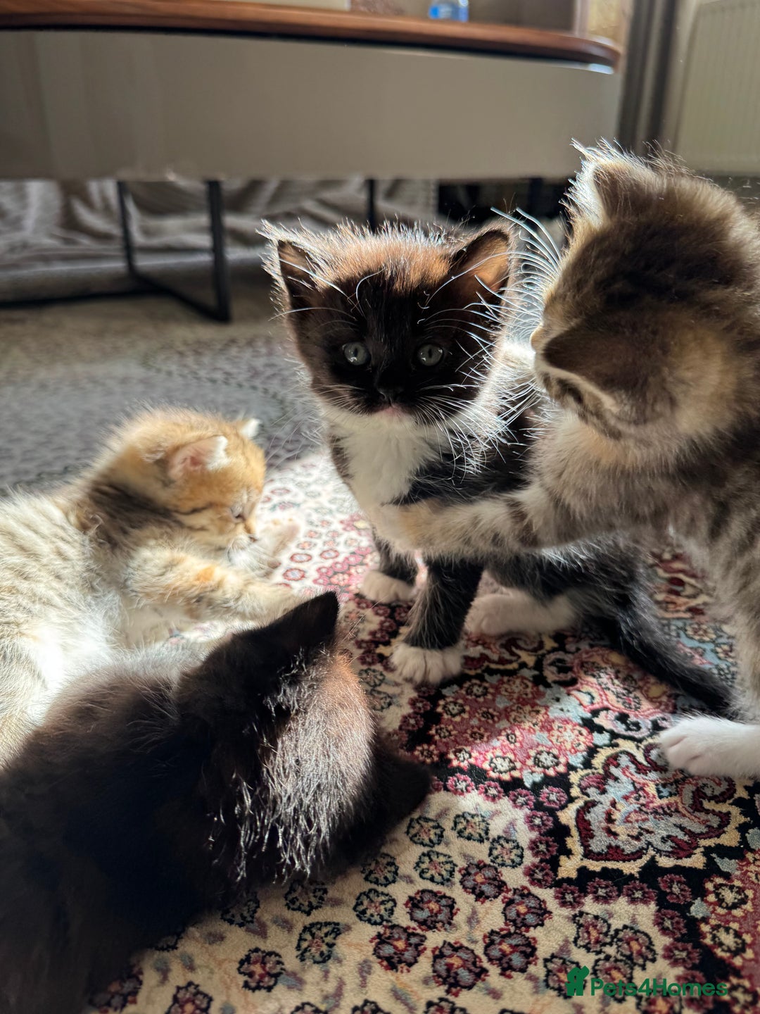 Persian cats for sale: mixed persian & bombay kittens  in Maidstone - Image 20