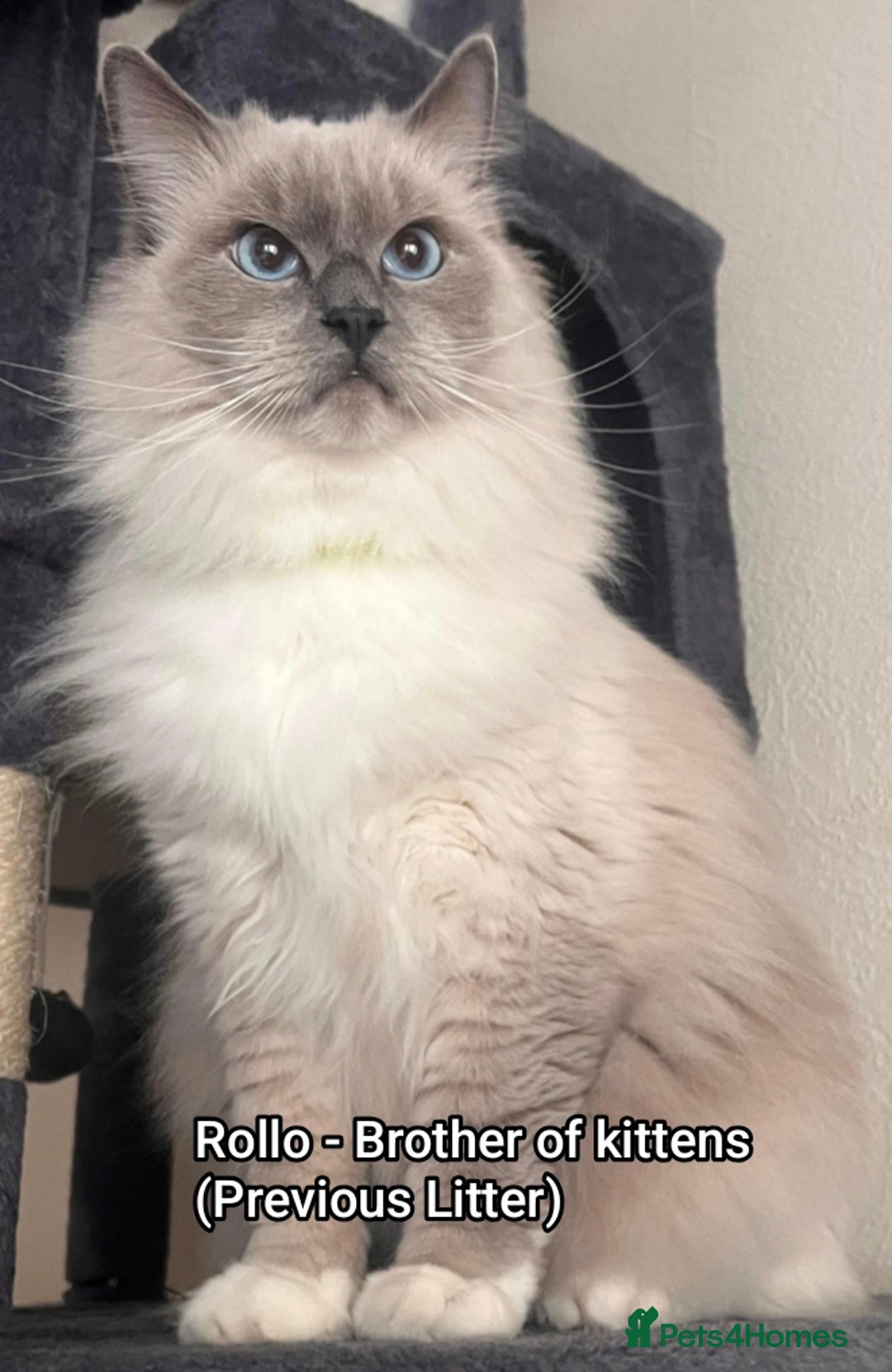 Ragdoll cats for sale: Beautiful Ragdoll Kittens GCCF registered  - Image 4