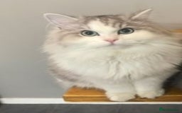 Persian cats for sale: Beautiful fluffy kittens very affectionate  - Image 28