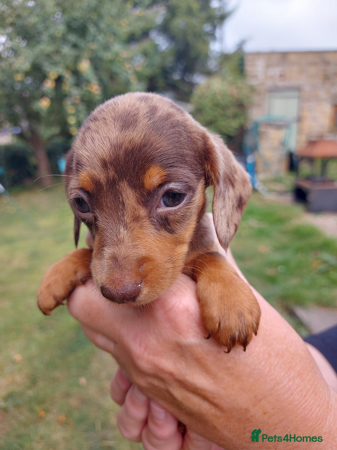 Miniature Dachshund dogs for sale: Beautiful litter of 6 true to type miniature pups. - Image 19