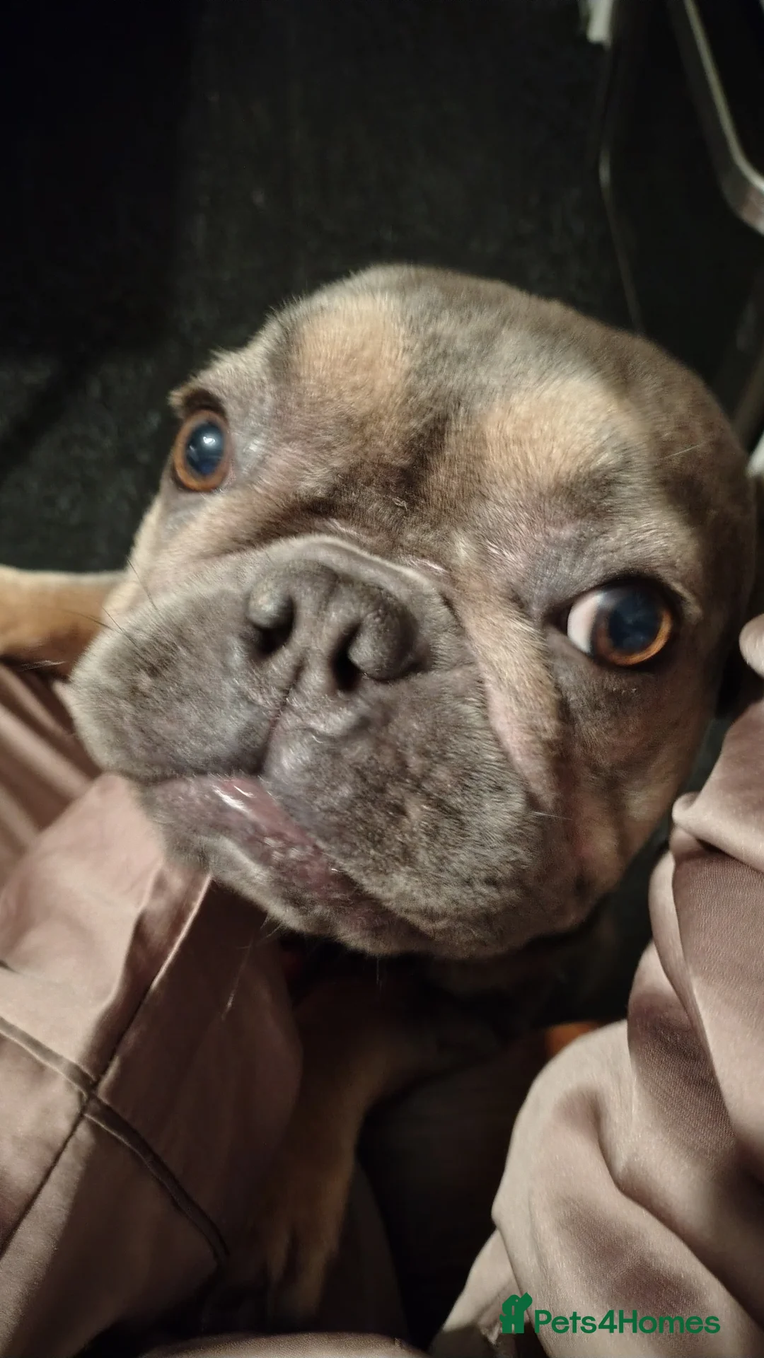 French Bulldog dogs for sale: French Bulldogs Need a Knowledgeable Home - Advert 9