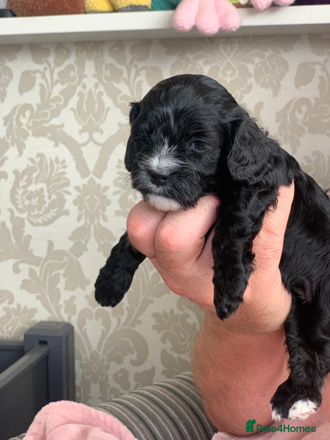 Cavapoo dogs for sale: Our last beautiful F1 Cavapoo is available! - Image 7