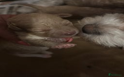 Cavachon dogs for sale: Gorgeous Cavapoochon puppies - Image 3