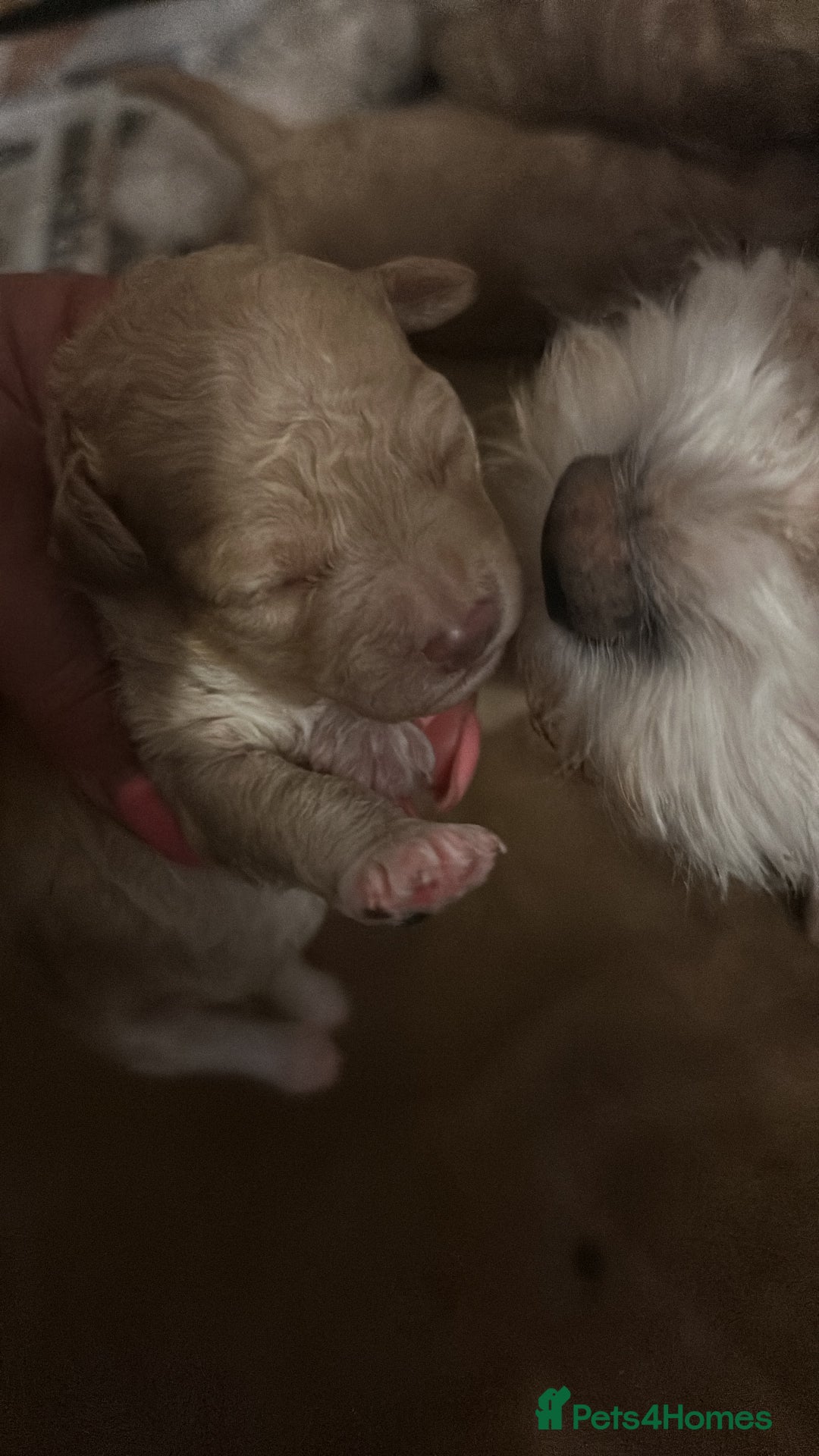 Cavachon dogs for sale: Gorgeous Cavapoochon puppies - Image 3