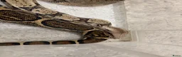 Boa Snake reptiles for sale: Boa Constrictor 7+ ft Female CB2014  in Doncaster - Advert 2