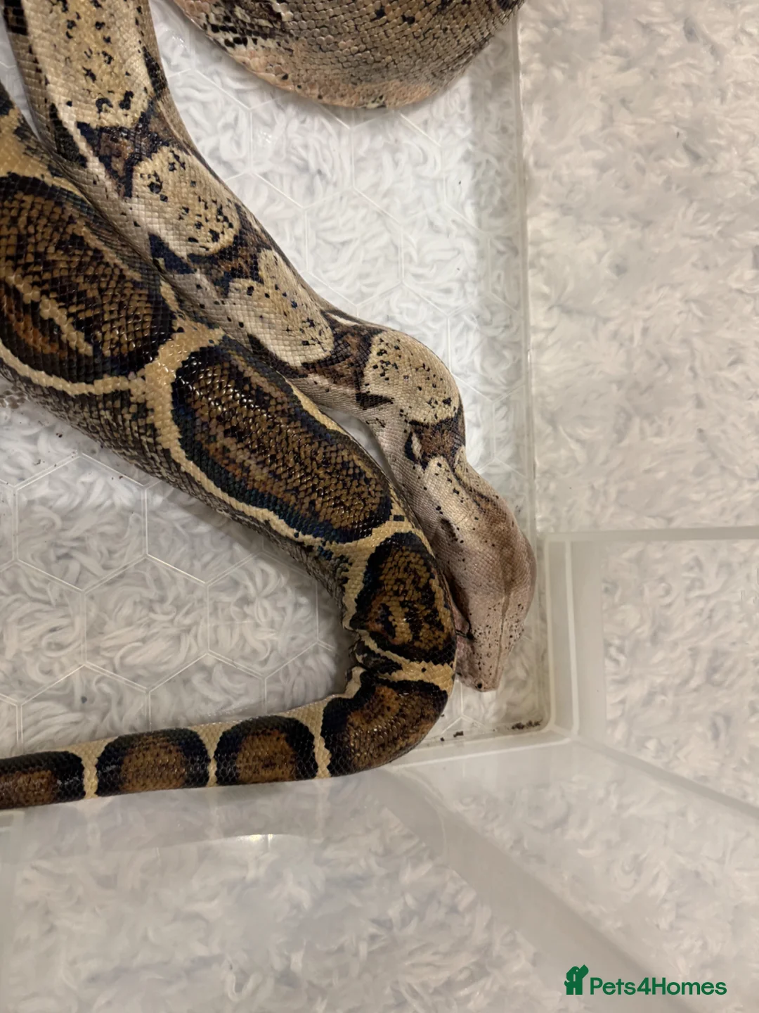 Boa Snake reptiles for sale: Boa Constrictor 7+ ft Female CB2014  in Doncaster - Advert 2
