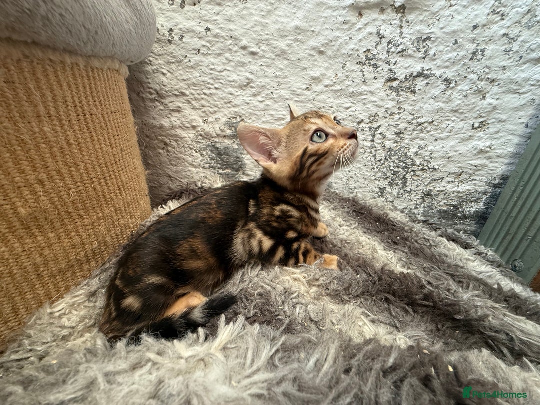 Bengal cats for sale: Bengal kittens ready now silver and marble boys - Image 12